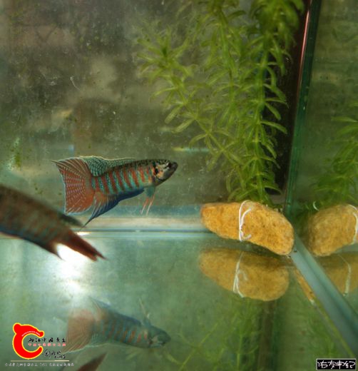 DSC08110_副本_副本_副本_副本_副本.jpg