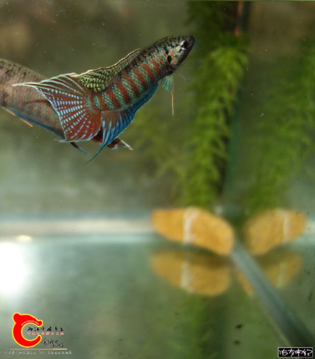 DSC08229_副本_副本_副本_副本_副本.jpg