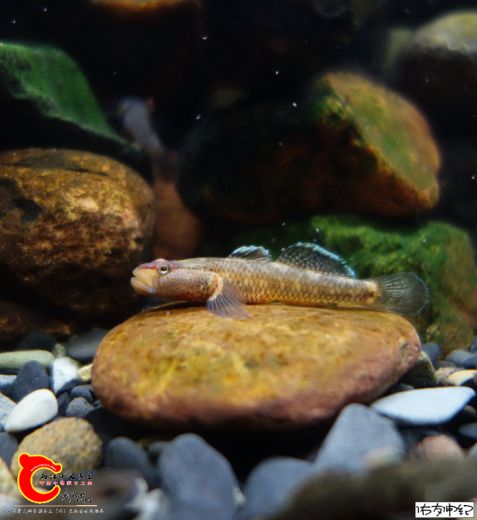 DSC08776_副本_副本_副本_副本_副本.jpg