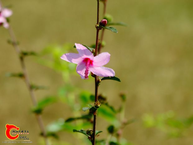 DSC04730.JPG