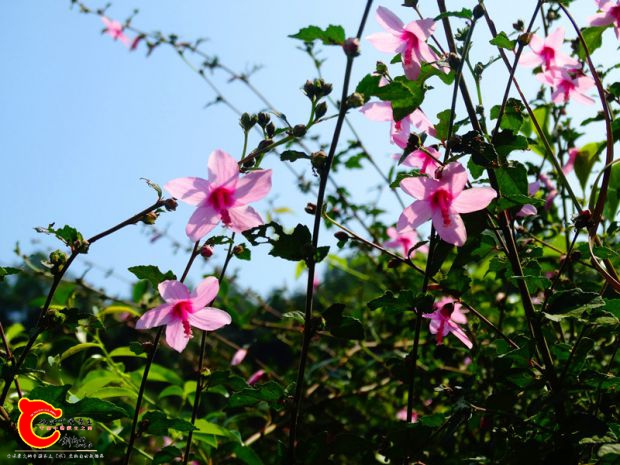DSC04732.JPG