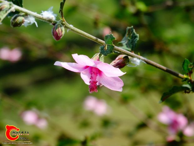 DSC04736.JPG