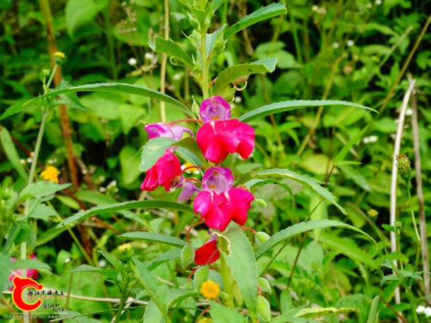 DSC04752.JPG