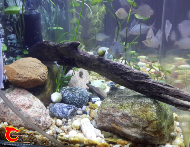 沉木造景效果非常好，一缸出两景，