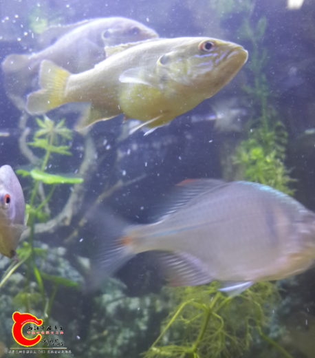 太阳鱼是小区捞的，外来入侵，不能丢入江河，圈养