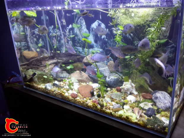 鱼缸全景长60