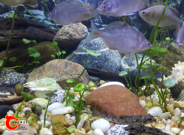 石头是金寨县找的，，估计是花岗岩吧，被水