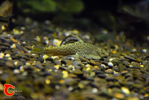 DSC_3470.JPG