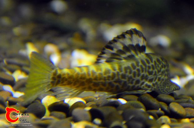 DSC_3471.JPG