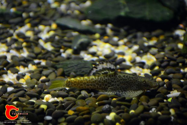 DSC_3475.JPG