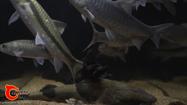 Neolissochilus stracheyi