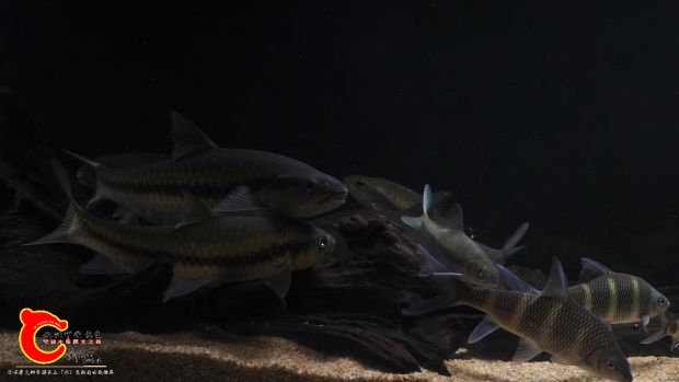 Acrossocheilus iridescens