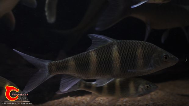 Acrossocheilus iridescens