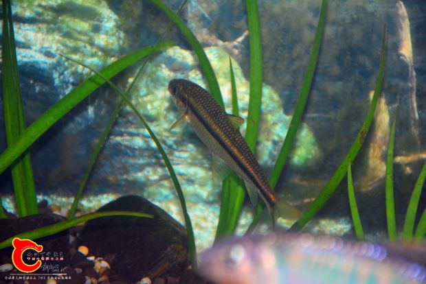 DSC_3363.JPG