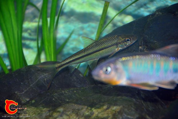 DSC_3367.JPG