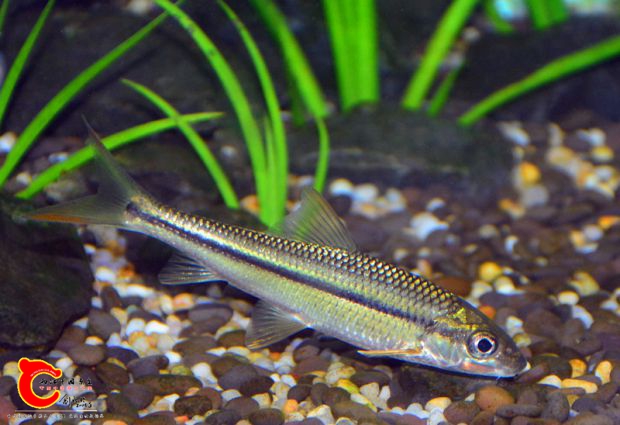 DSC_3385.JPG