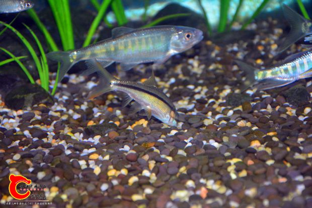 DSC_3389.JPG