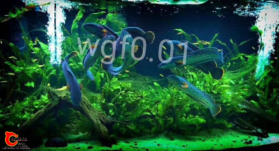 215606zki6ggbi3bou37wr.jpg