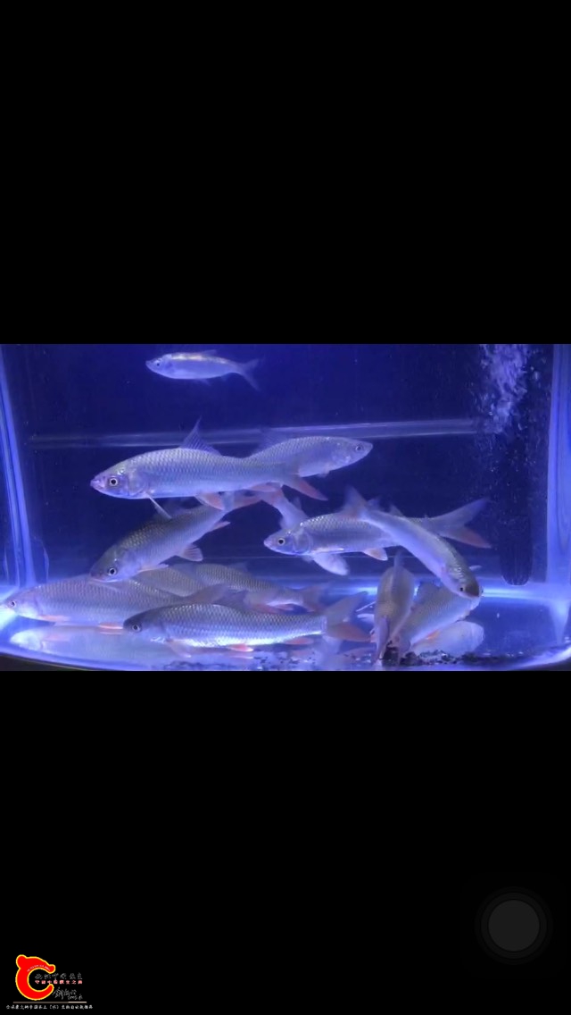 200748jvjv8pvn98gkkv1o.jpg