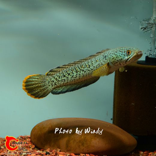 DSC_0071_副本.jpg