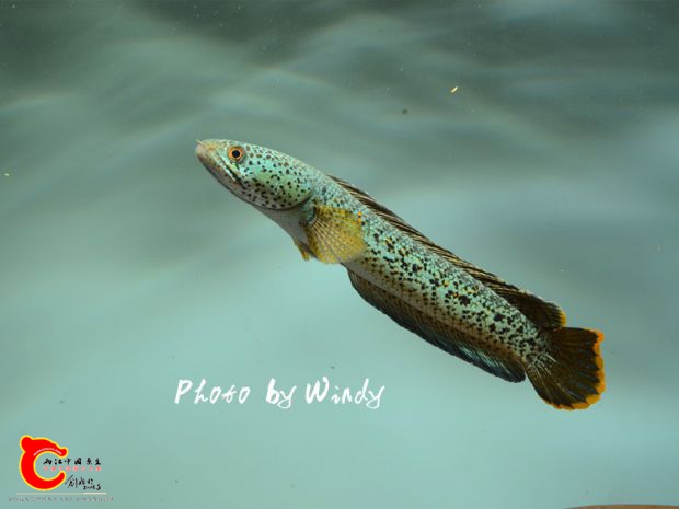 DSC_0072_副本.jpg