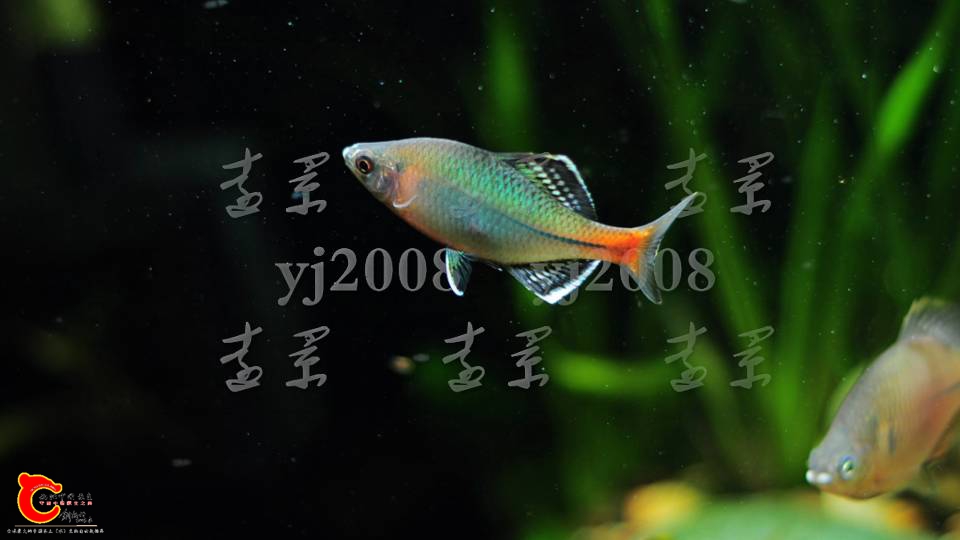 192533bq1vhc6i2d2uckg1.png
