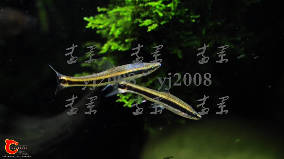 200910r0zmulcx9b7p9339.png