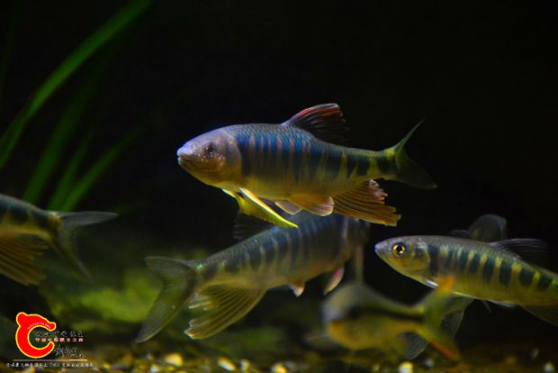 DSC_3432.JPG