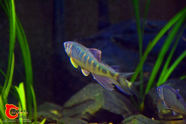 DSC_3437.JPG