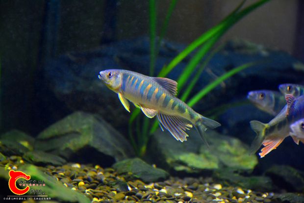 DSC_3460.JPG