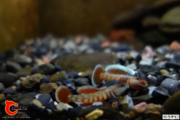 DSC09178_副本_副本.jpg