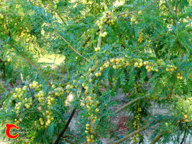 DSC04991.JPG