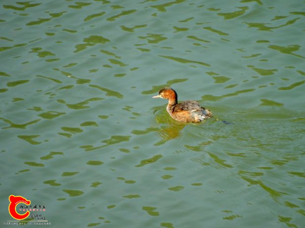 DSC04977.JPG