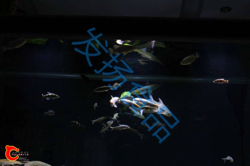 180031bd6mgtiluvvojm7n.jpg