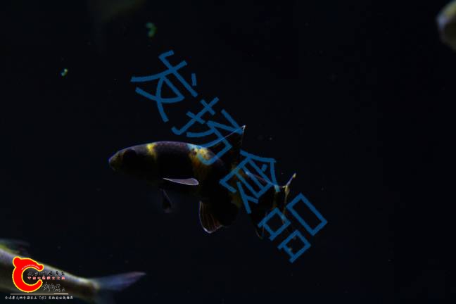 180321gkp77e1lpe6zylt7.png