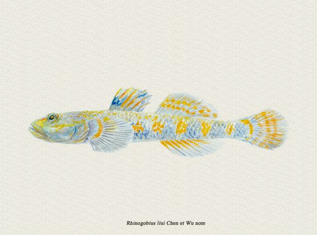 明信片6刘氏吻虾虎鱼 Rhinogobius liui Chen et Wu nom. nov.jpg
