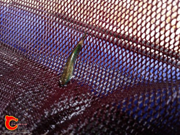 帶孩子玩水時順便採集到的黑鰭枝枒