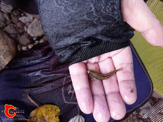 由於黑鰭與紫深的棲息地會有重疊所以也會採集地紫身母魚