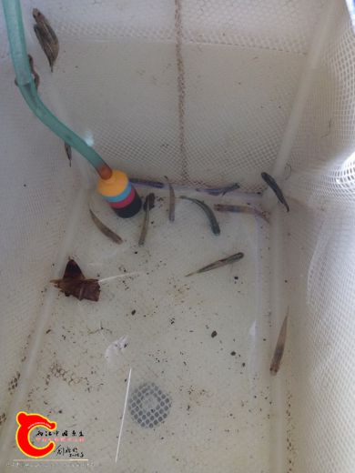 在野外的枝枒棲息地一般都是黑鰭會比較多所以其中只有一對是紫身