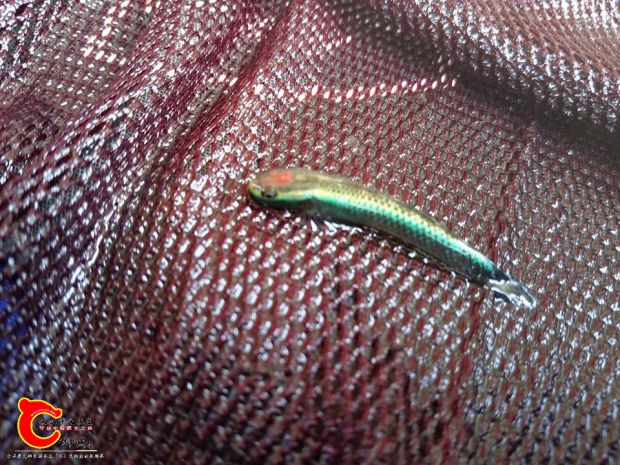 這次採集到的一隻紫身公魚