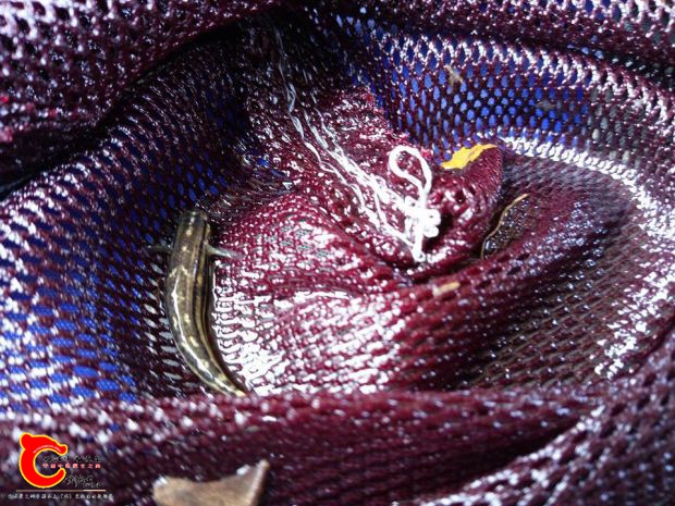 缸採集到的黑鰭母魚