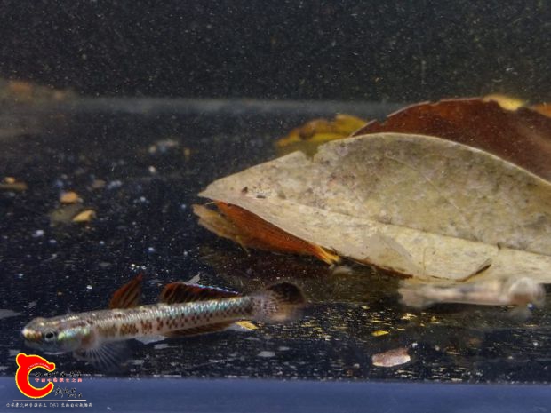 這是這次新探尋的野溪採集到的黑鰭體型較以往採集的大一些