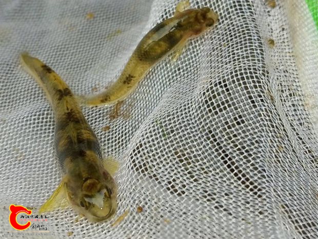 這次採集到的黃瓜母魚~並不是這次採集的對象魚種所以拍完照就現場放回!