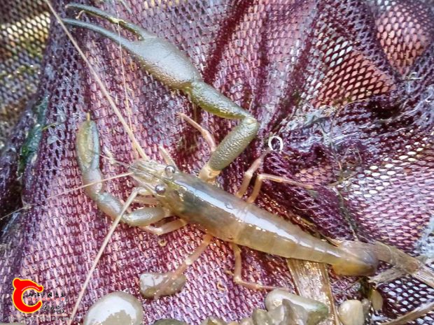 這隻寬掌沼蝦是這次探訪的額外收穫，比以往採集到的寬掌公蝦更配稱得上魔蠍大帝