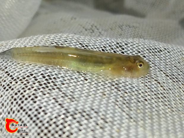 小黃瓜~拍完照也是放回