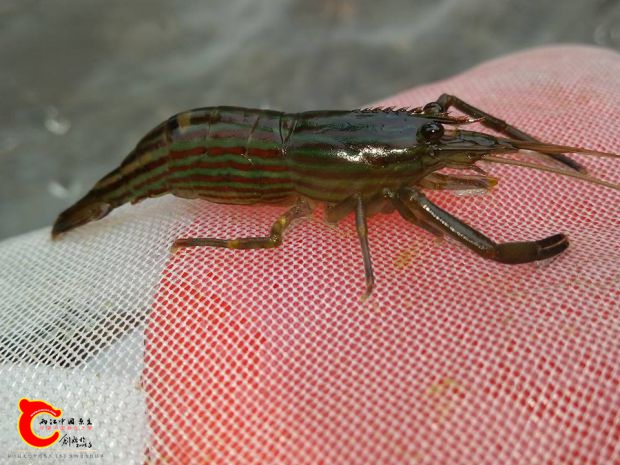 細紋沼蝦~也是這次的主角之一