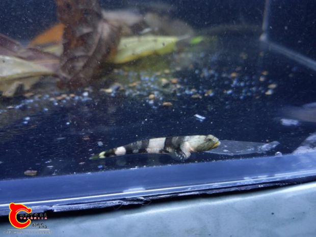 寬帶裸身的公魚