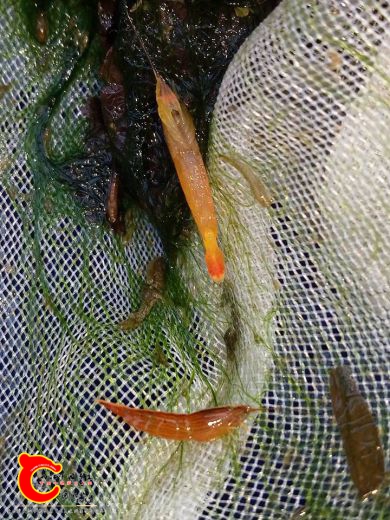 附刺擬匙指蝦不同顏色的表現