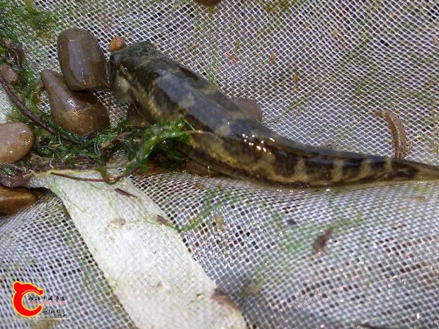 寬頰禿頭鯊在此河段數量不少~拍完照後現場放回