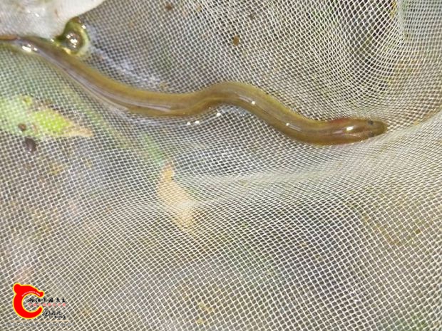 誤闖入網中的幼鰻